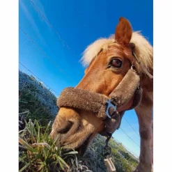 Licol moumoute gris*Showmaster Clearance