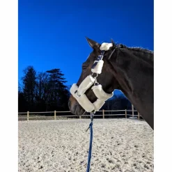 LICOL MOUTON*Equitheme Sale