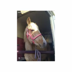 Licol poney/poulain*- Marque inconnue - Clearance
