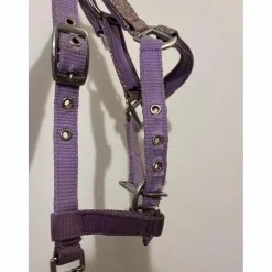 licol poulain-shetland mauve à paillettes*Kramer Clearance