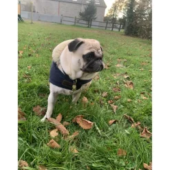 Accessoires Pour Chien>Manteau Kentucky XS