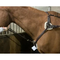Shire Martingales>Martingale
