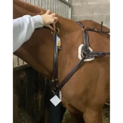 Shire Martingales>Martingale