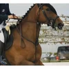 Antares Martingales>martingale