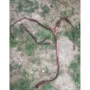 Eric Thomas Martingales>Martingale et collier de chasse Éric Thomas