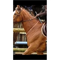Norton Martingales>Martingale fixe
