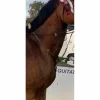 Martingale Pénélope*Penelope Leprevost