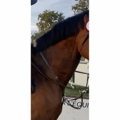 Martingale Pénélope*Penelope Leprevost