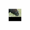 muserolle sidepull artisanale*- Marque inconnue - Hot