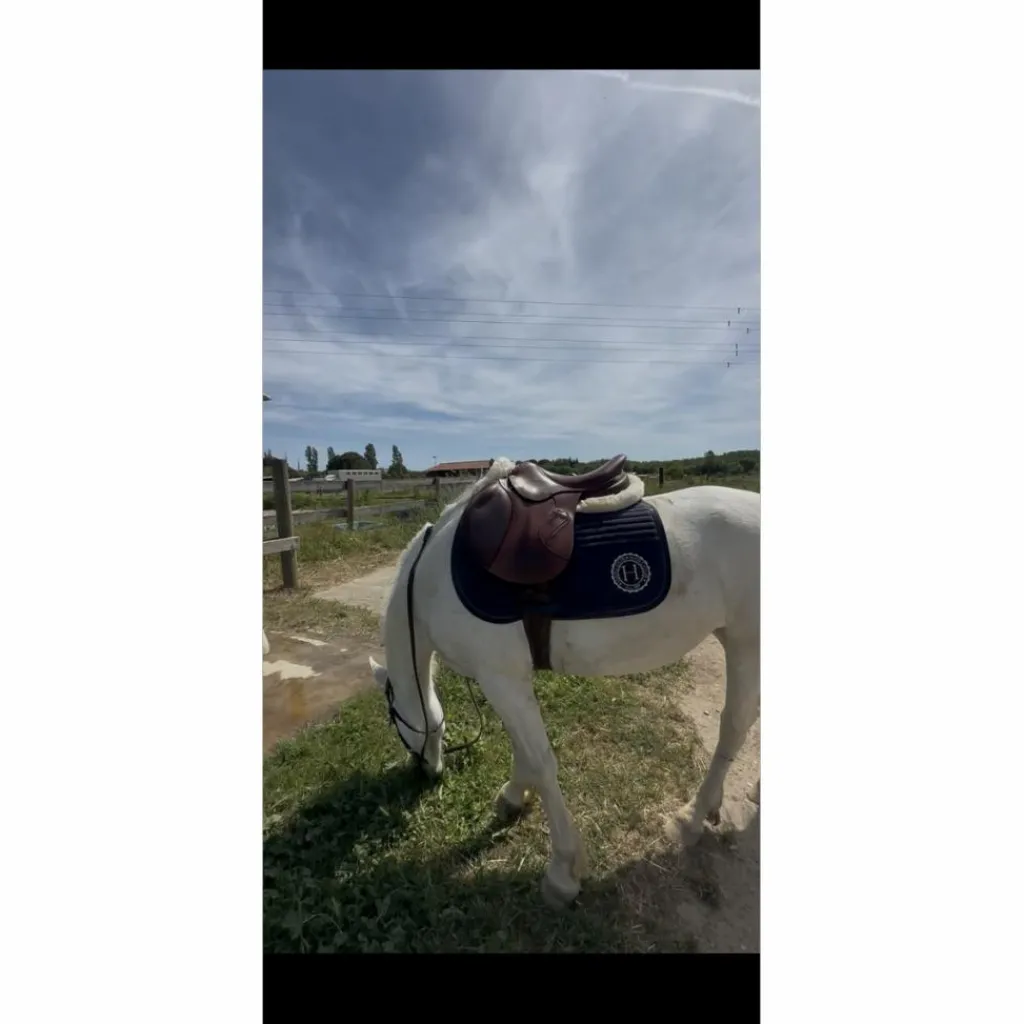 Antares Selles Mixtes>selle active