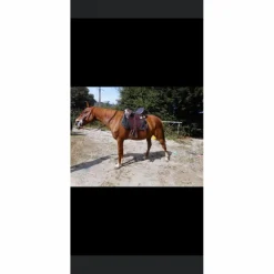 Selle Australienne*- Marque inconnue -