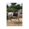 selle dressage*Darroze New