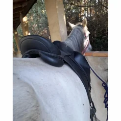 Selle de dressage*Antares Sale