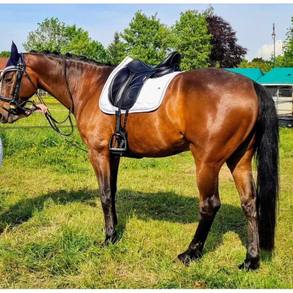 Selle de dressage Loreak – 2017 – 17,5" / Quartiers 3A – Très bon état*Devoucoux Sale