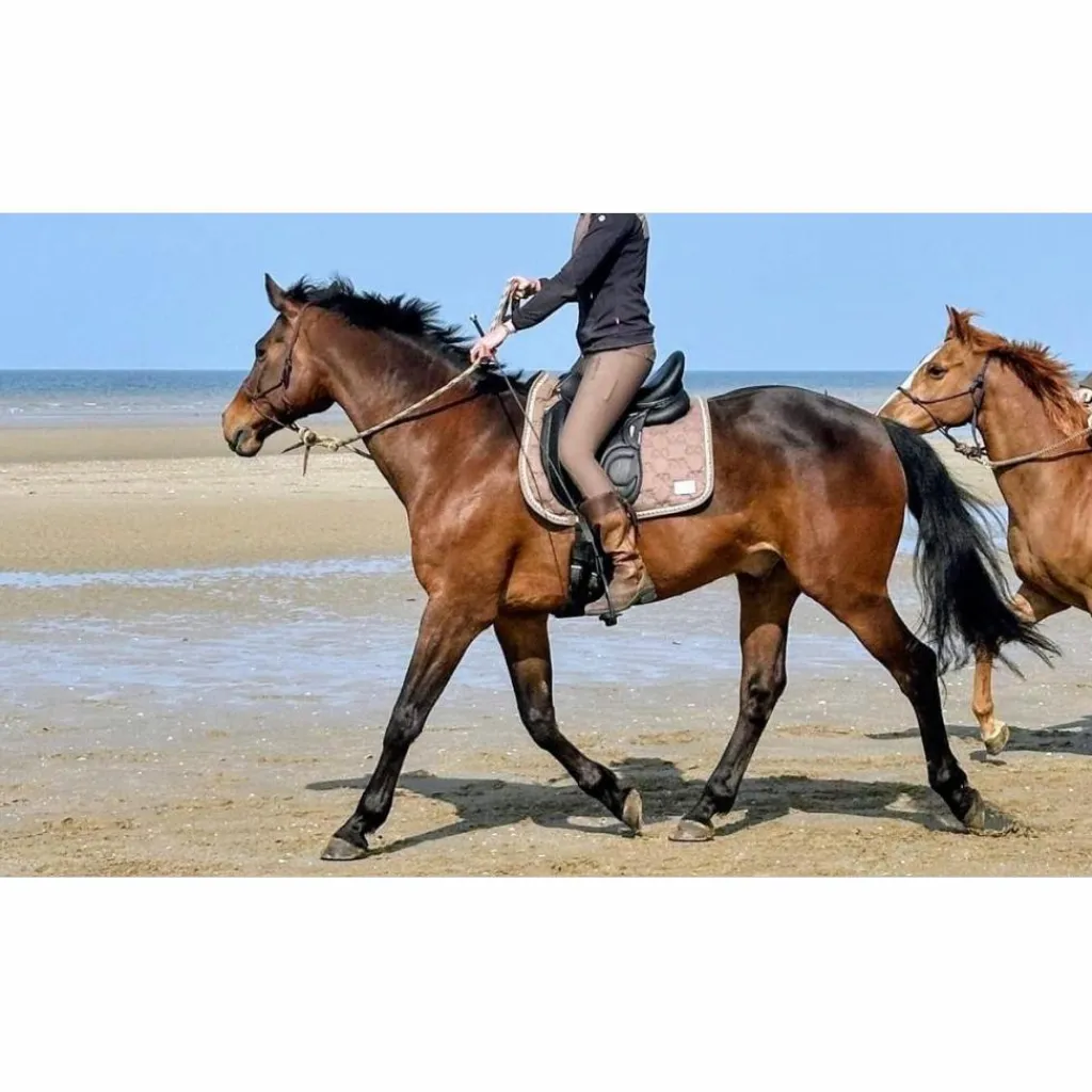 Selle de dressage Loreak – 2017 – 17,5" / Quartiers 3A – Très bon état*Devoucoux Sale