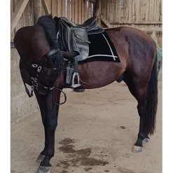 Otto Schumacher Selles De Dressage>Selle de dressage