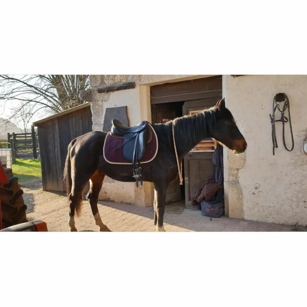 Selle de dressage maestoso*Stubben Sale