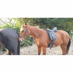 Selle de dressage maestoso*Stubben Sale