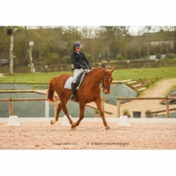 Zaldi Selles De Dressage><noscript><img width=