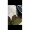 - Marque inconnue - Selles De Dressage>Selle dressage 16,5 cuir
