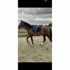 Selle AAchen 17,5*Forestier Sale