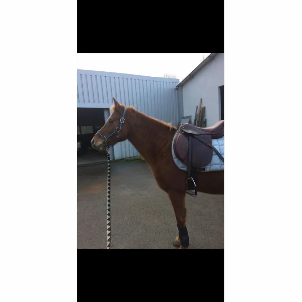selle horse impact 17pouces*Horse'in Discount