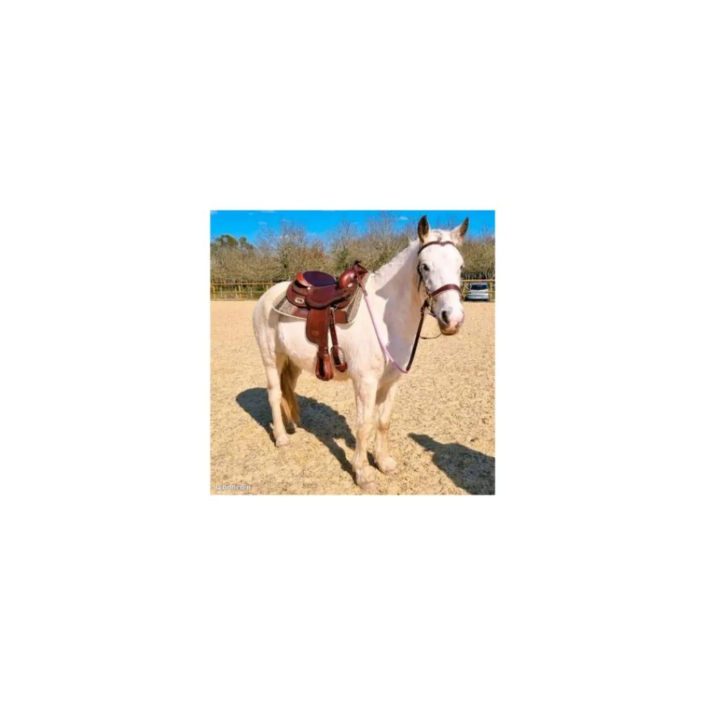 - Marque inconnue - Selles De Western>Selle western Pool's 3010