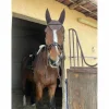 tapis + bonnet*Kentucky New